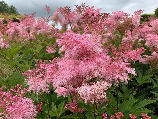Sarkanā vīgrieze ( filipendula rubra venusta) 1 stāds